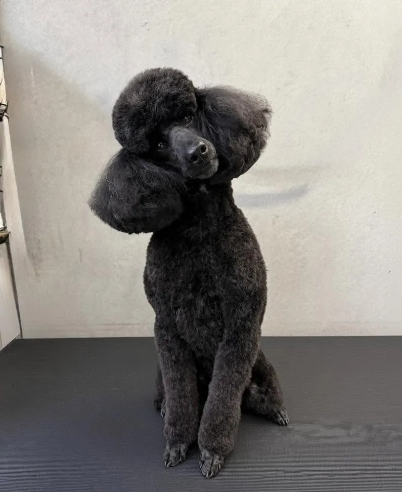 Louie, a black poodle with neat rounded ears and a sculpted topknot, sitting on the grooming table with his head tilted