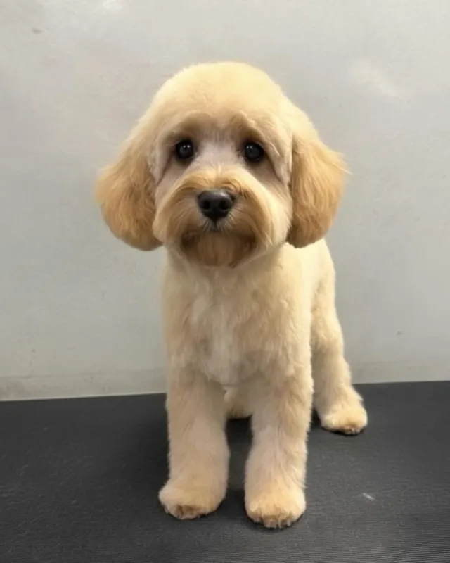 A fluffy apricot dog with a rounded teddy face, sitting on the grooming table