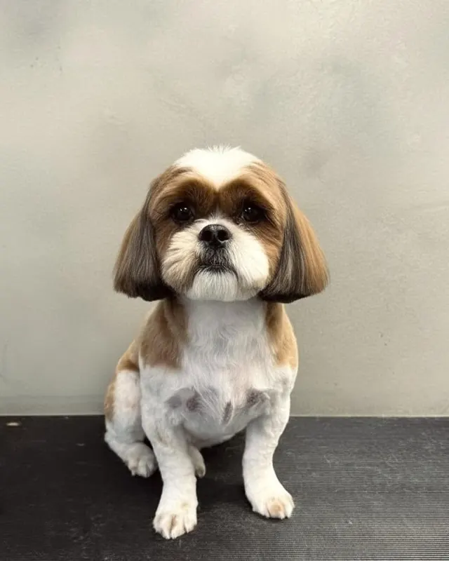 A brown and white dog with long ears and a neat short trim, freshly groomed
