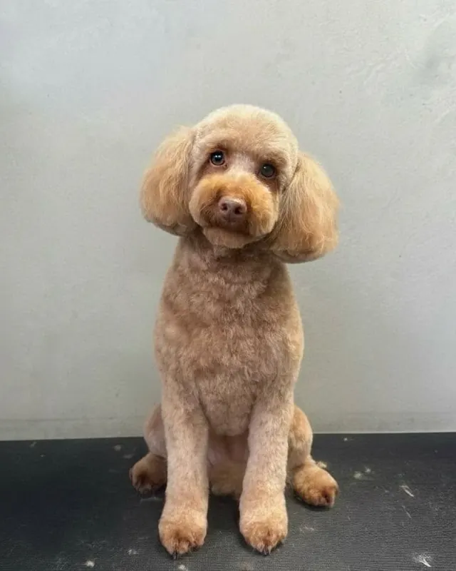 A curly red dog with a sculpted round head and trimmed legs
