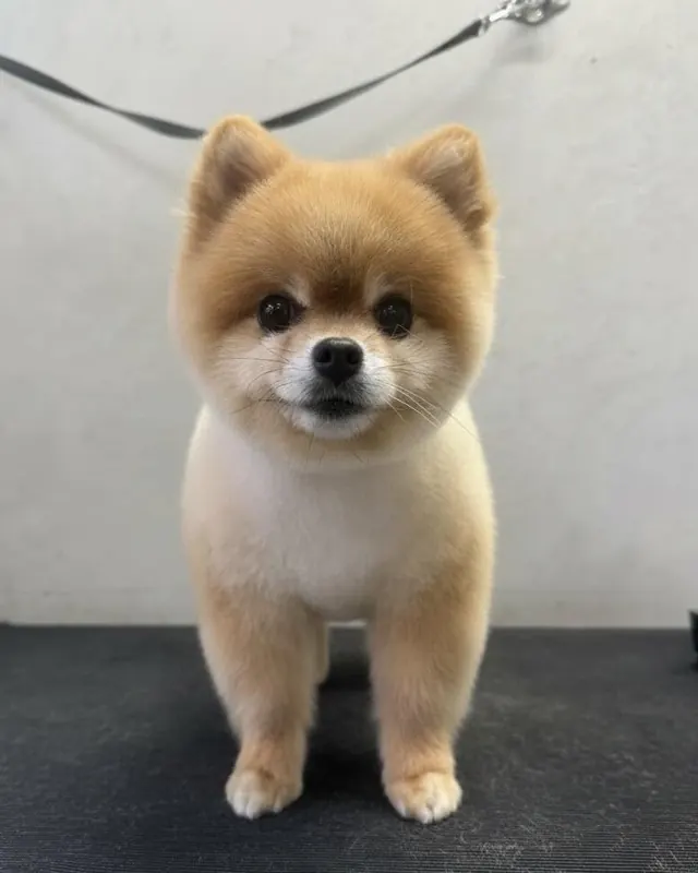A fluffy ginger dog with a tidy round trim, sitting on the table